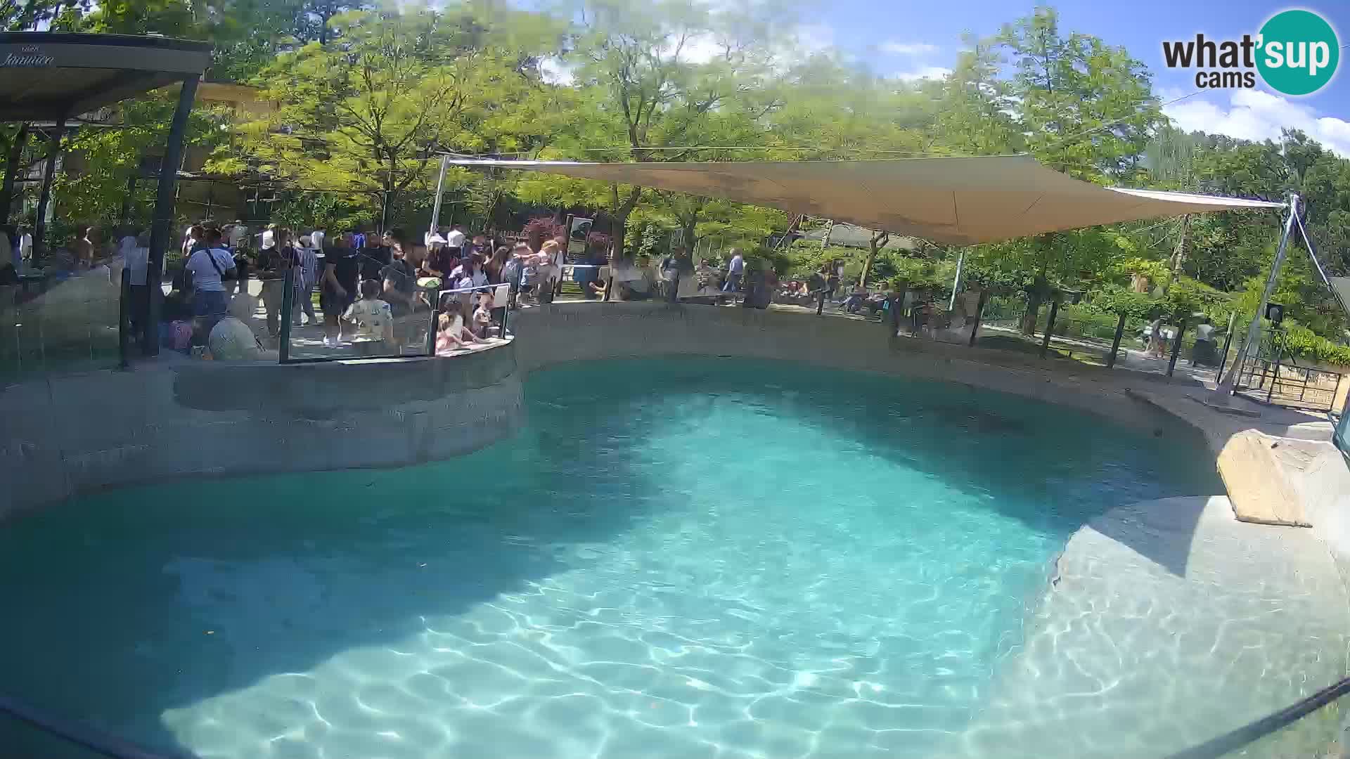 Zoo Zagreb – Otarie de Californie