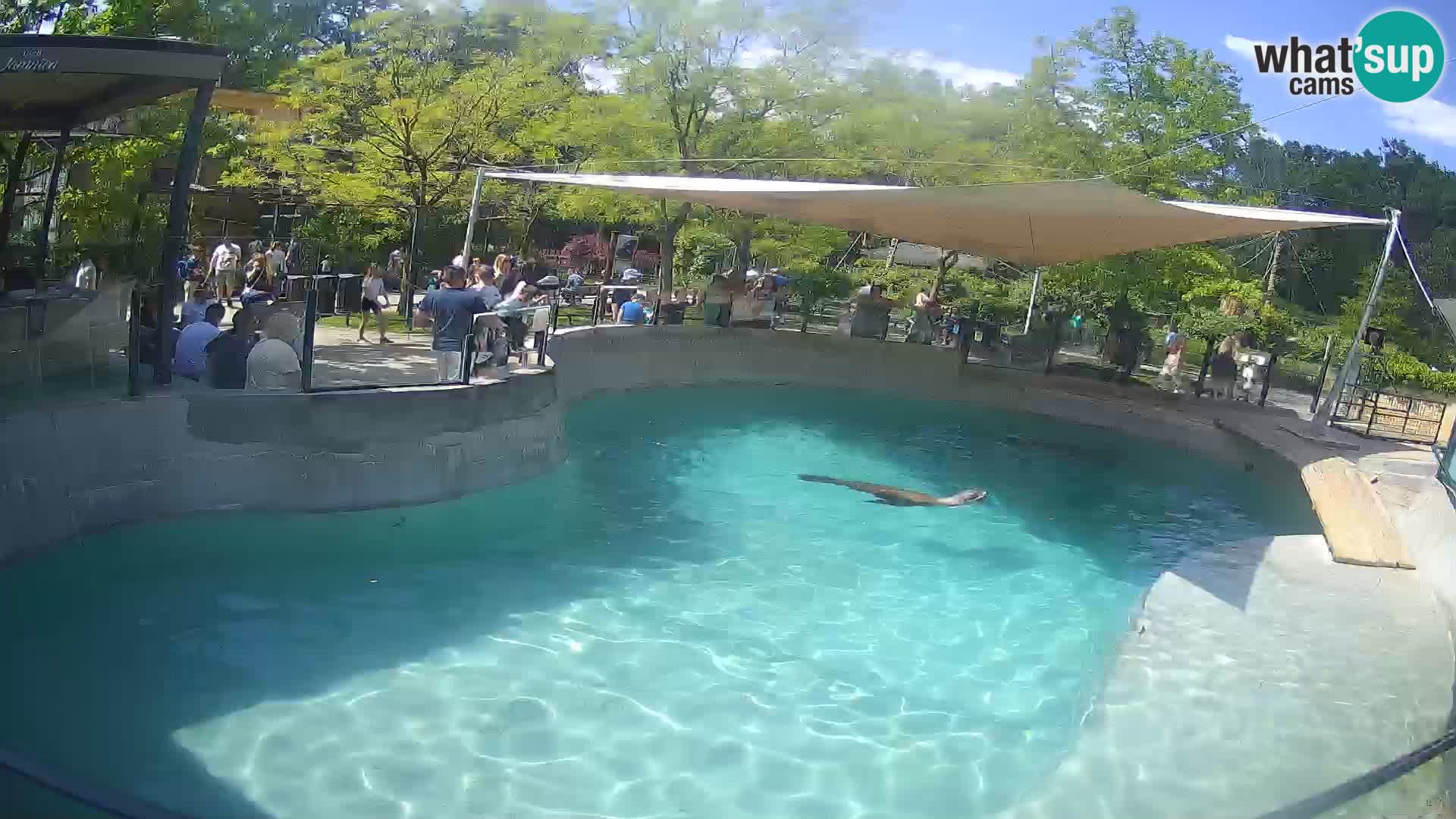 Zoo Zagreb – California Sea Lion