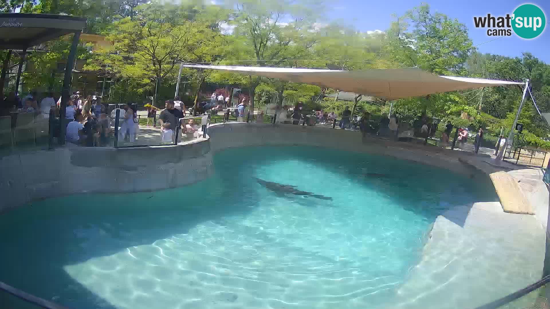 Zoo Zagreb – California Sea Lion