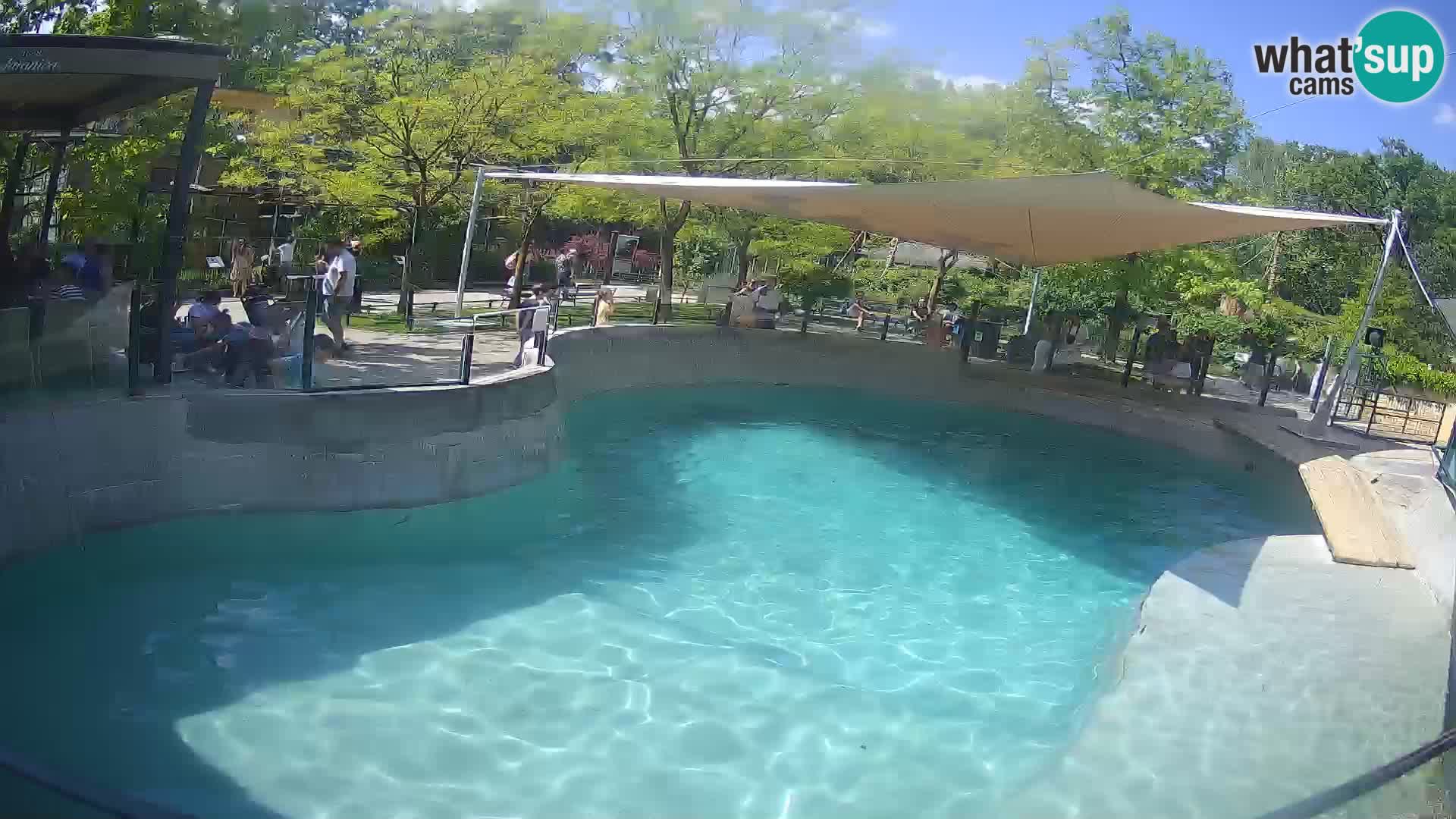 Zoo Zagreb – California Sea Lion