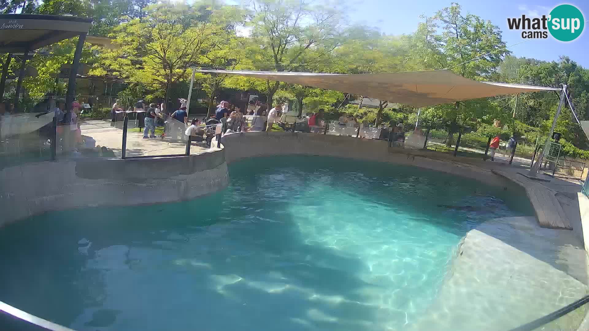 Zoo Zagreb – Otarie de Californie