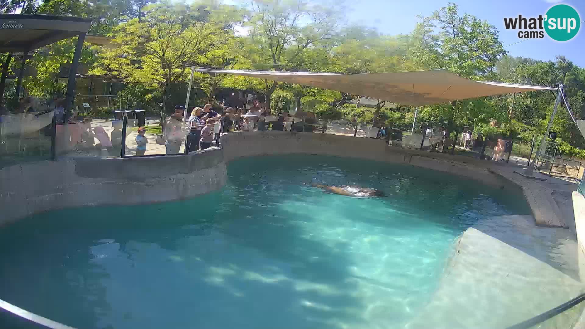 Zoo Zagreb – Kalifornischer Seelöwe
