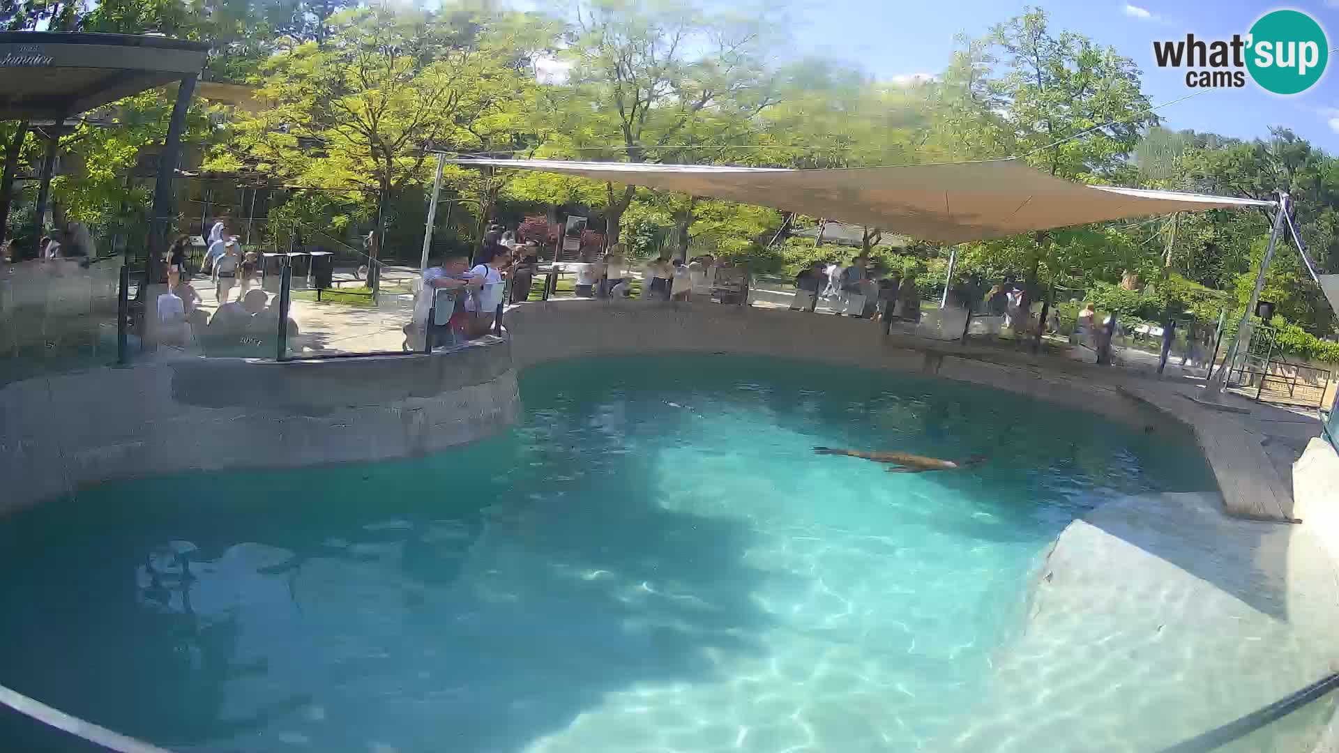 Zoo Zagreb – California Sea Lion