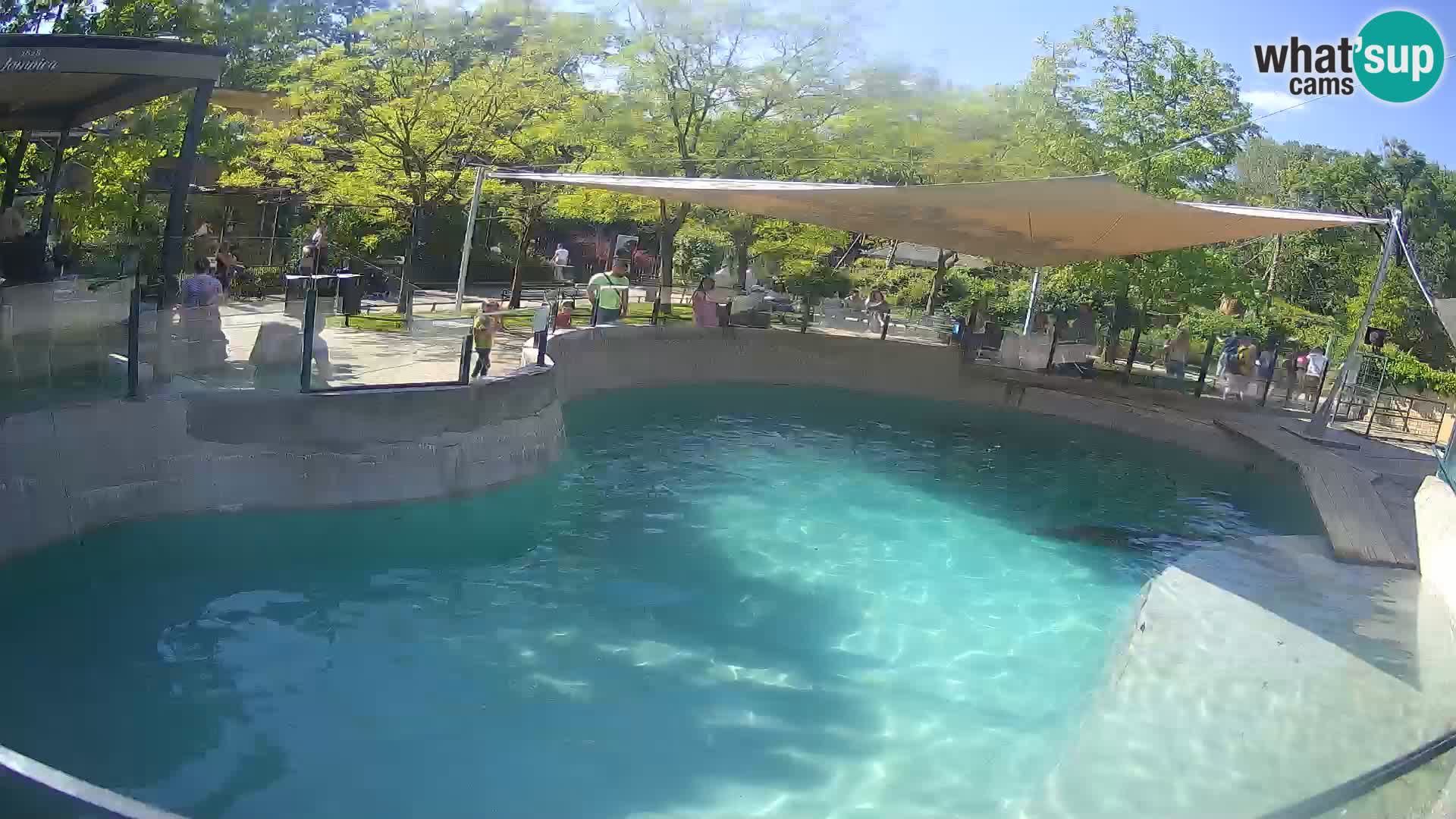 Zoo Zagreb – Otaria della California