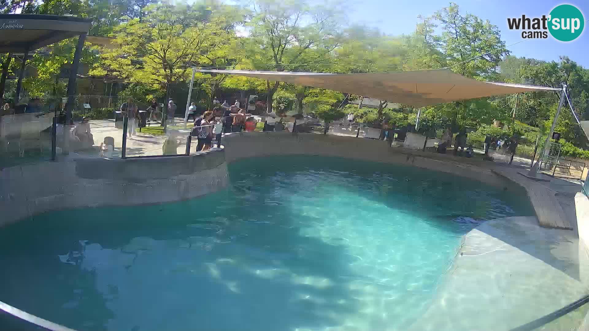 Zoo Zagreb – Otaria della California