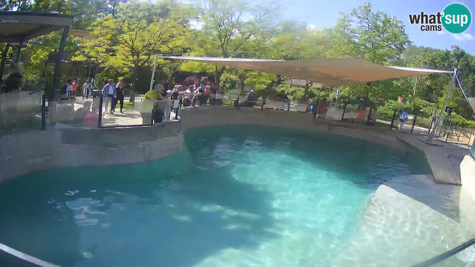 Zoo Zagreb – Kalifornischer Seelöwe