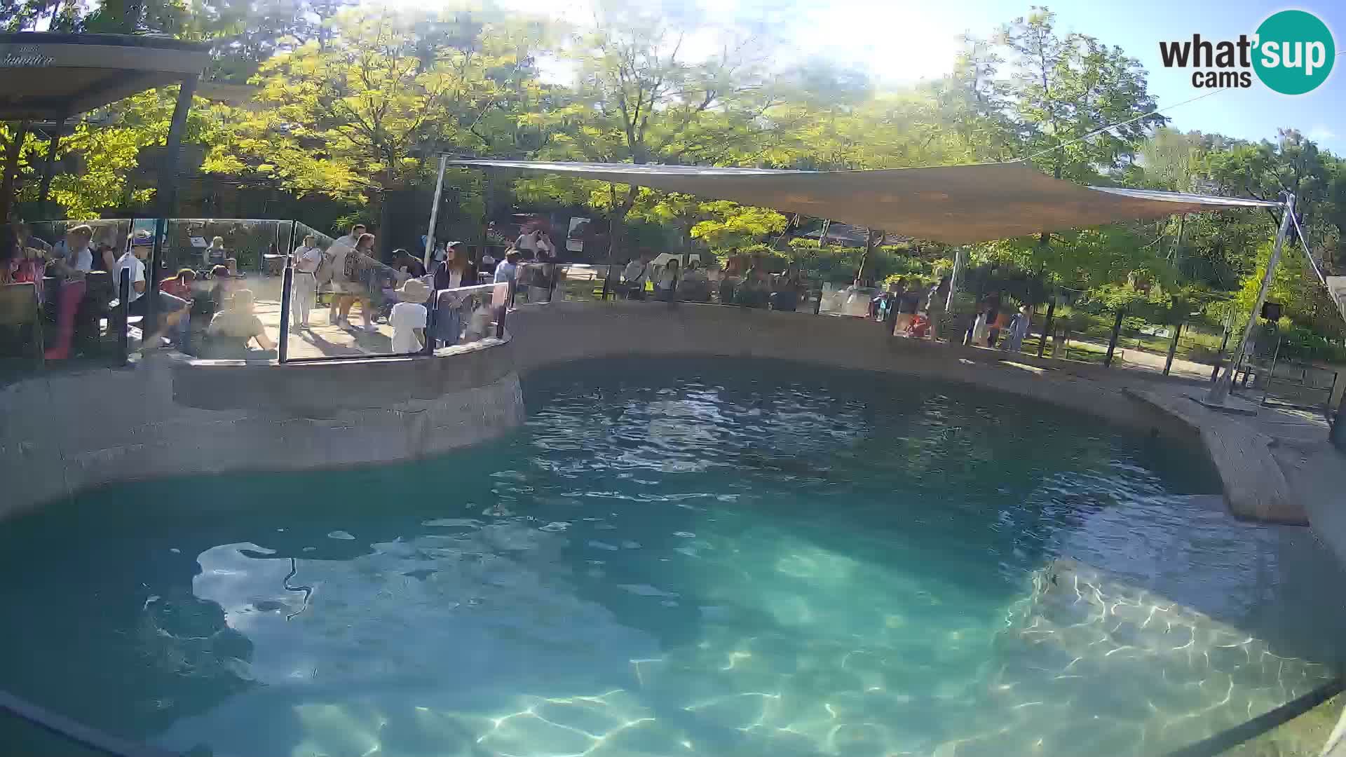 Zoo Zagreb – Kalifornijski morski lev