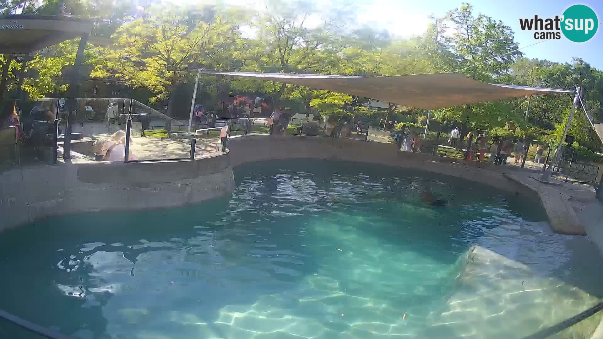 Zoo Zagreb – Kalifornijski morski lav