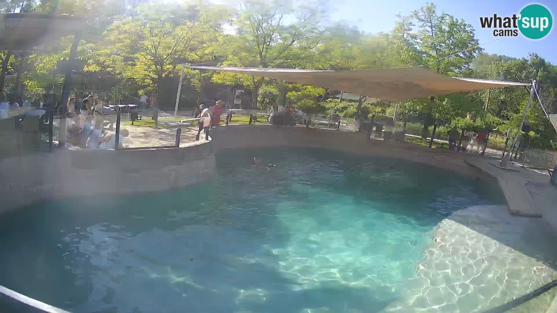 Zoo Zagreb – Otarie de Californie