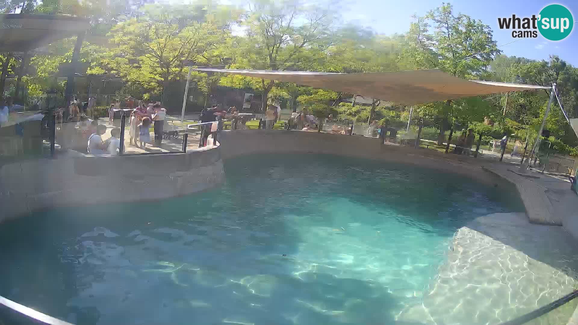 Zoo Zagreb –  León marino de California