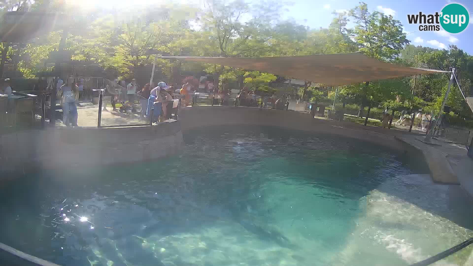 Zoo Zagreb – Kalifornijski morski lav
