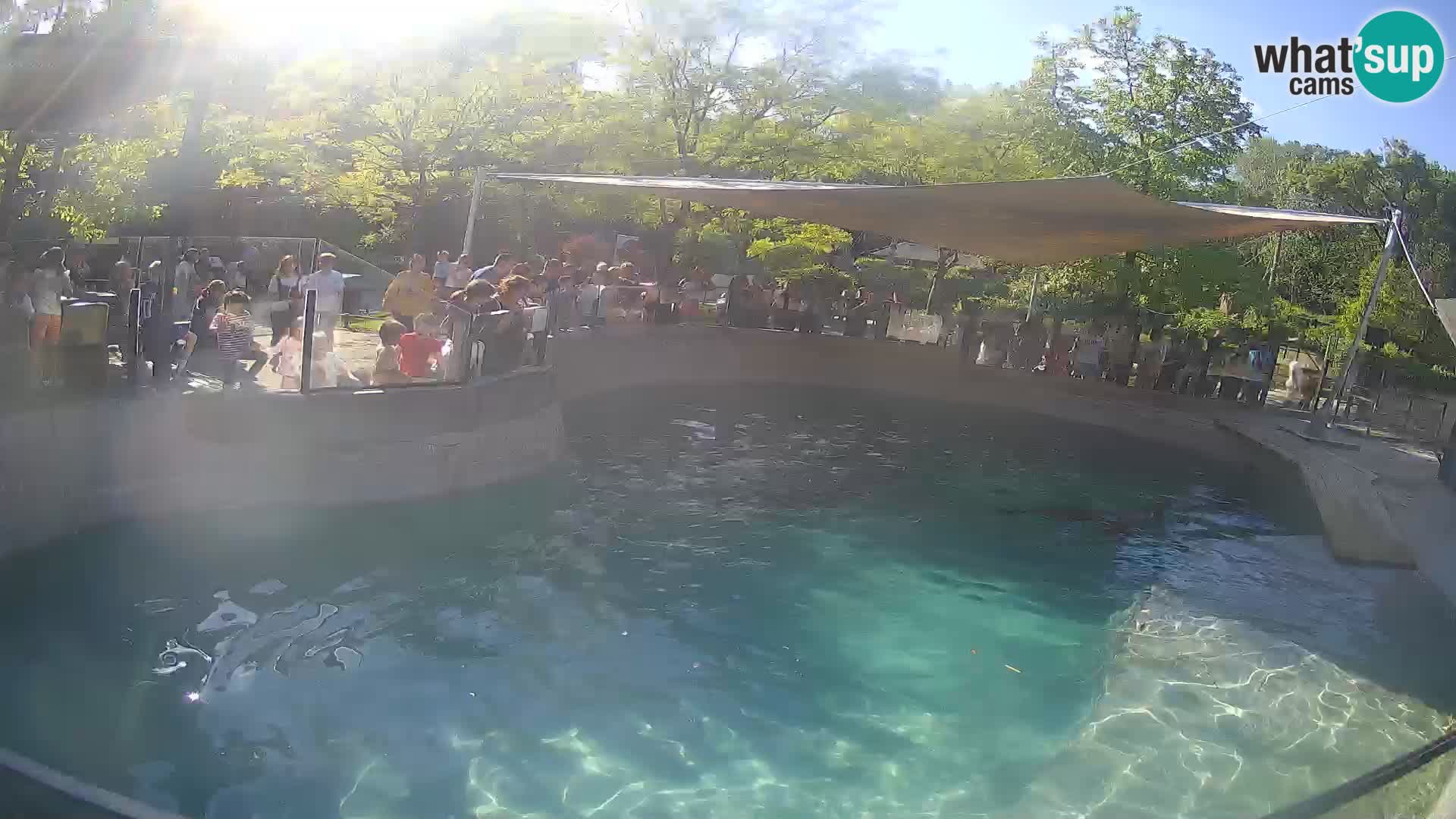 Zoo Zagreb – Otaria della California