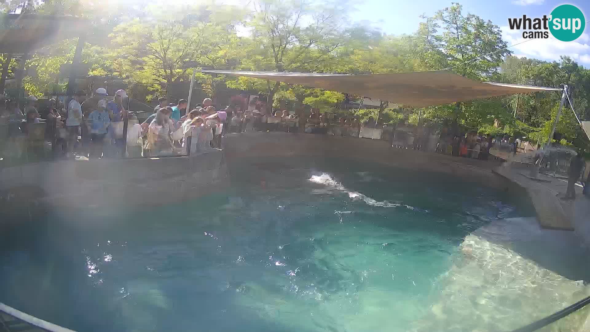 Zoo Zagreb –  León marino de California