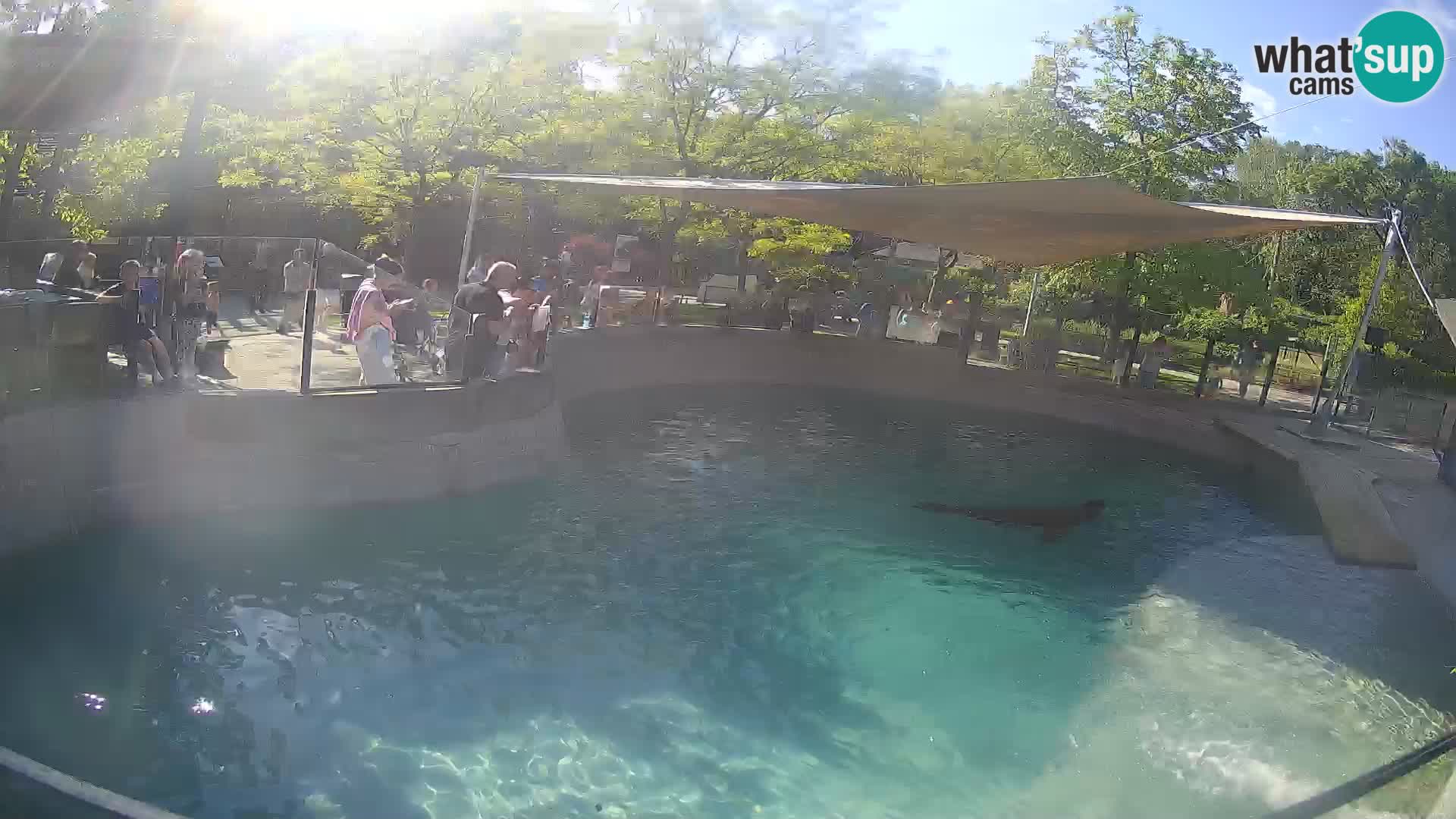 Zoo Zagreb – Kalifornijski morski lev