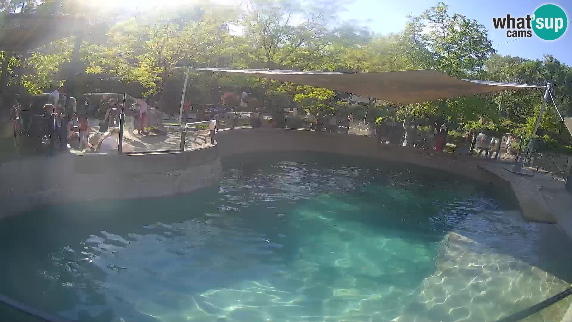 Zoo Zagreb – Kalifornijski morski lev