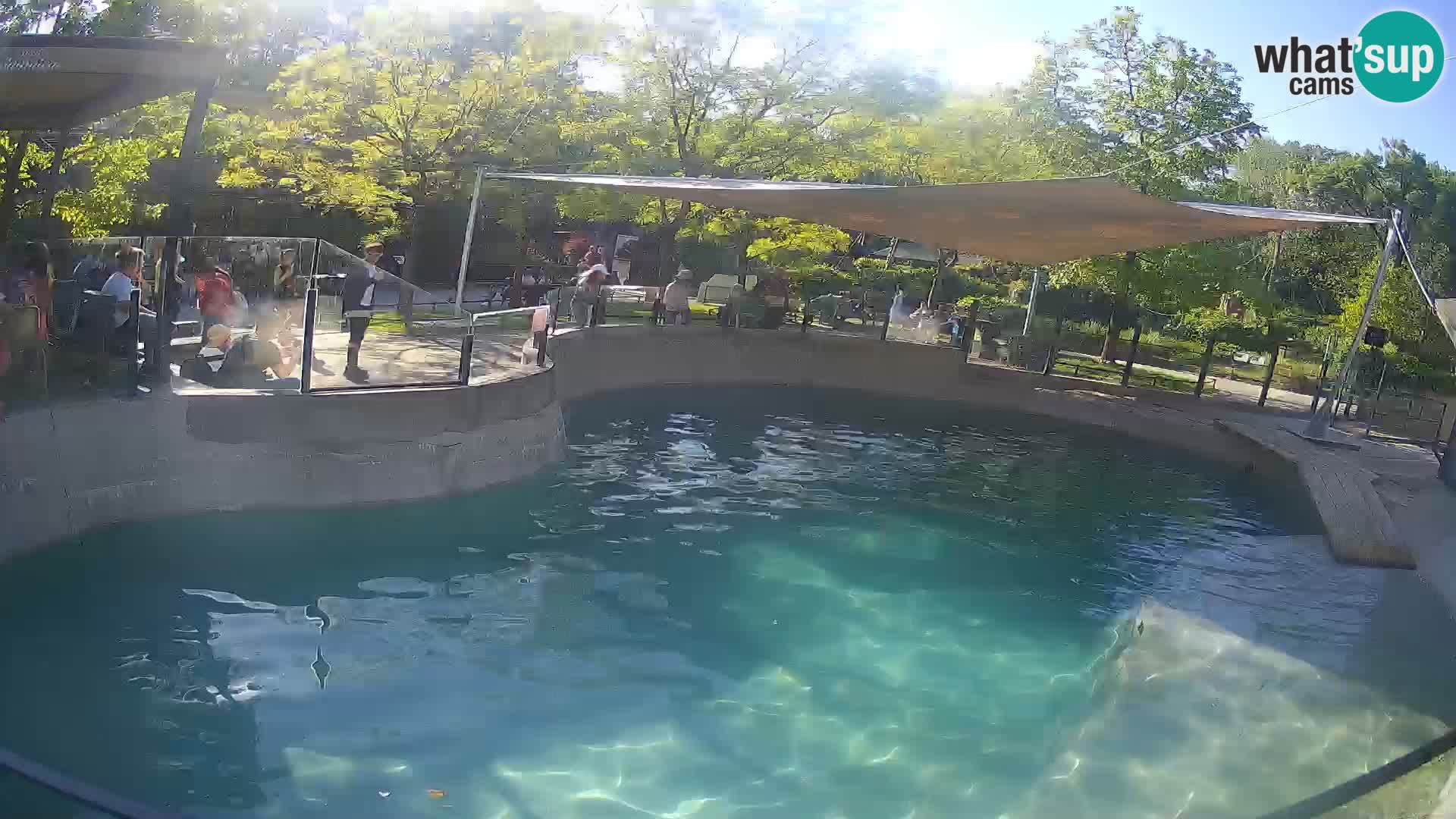 Zoo Zagreb –  León marino de California