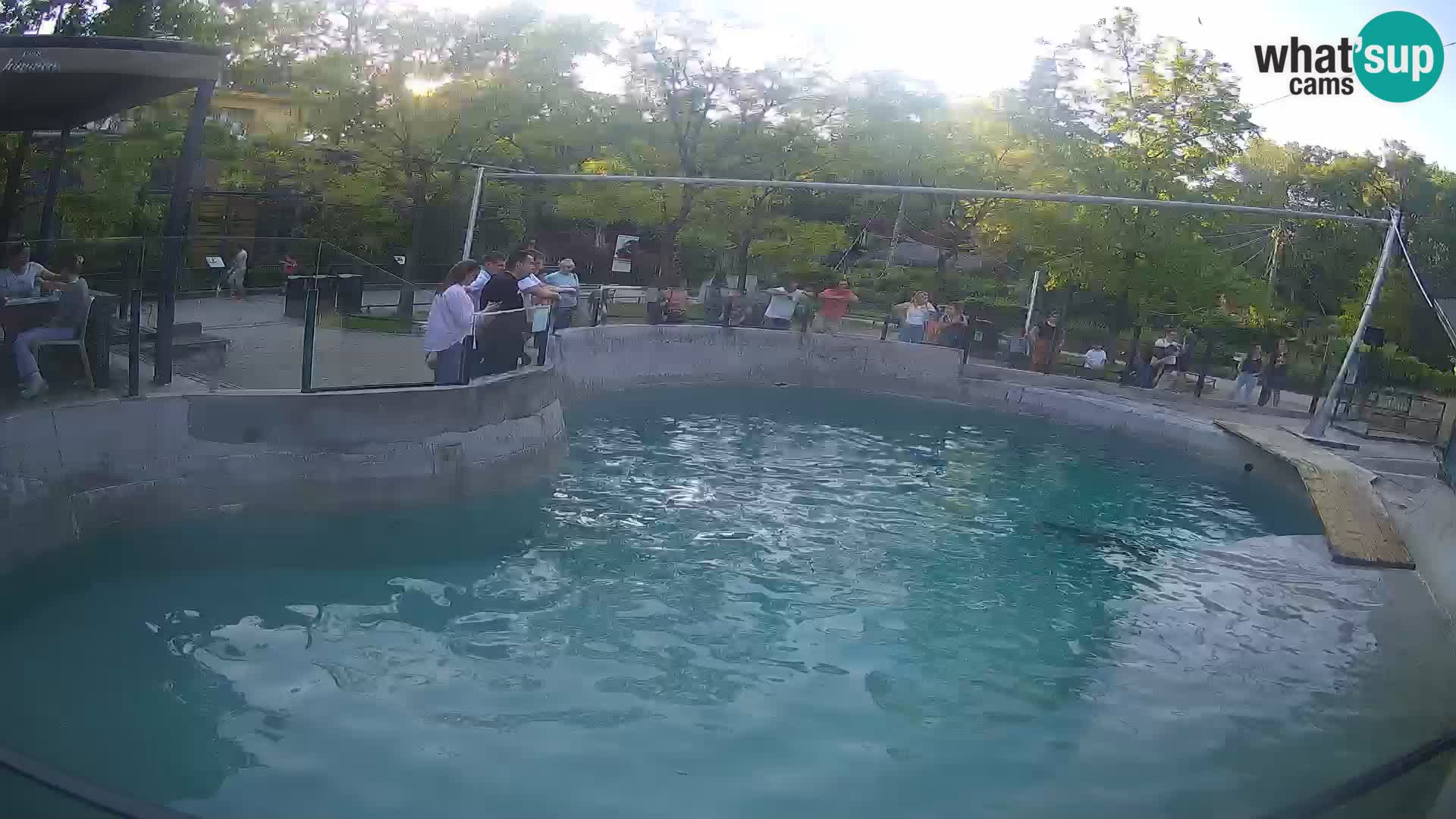 Zoo Zagreb – Kalifornijski morski lav