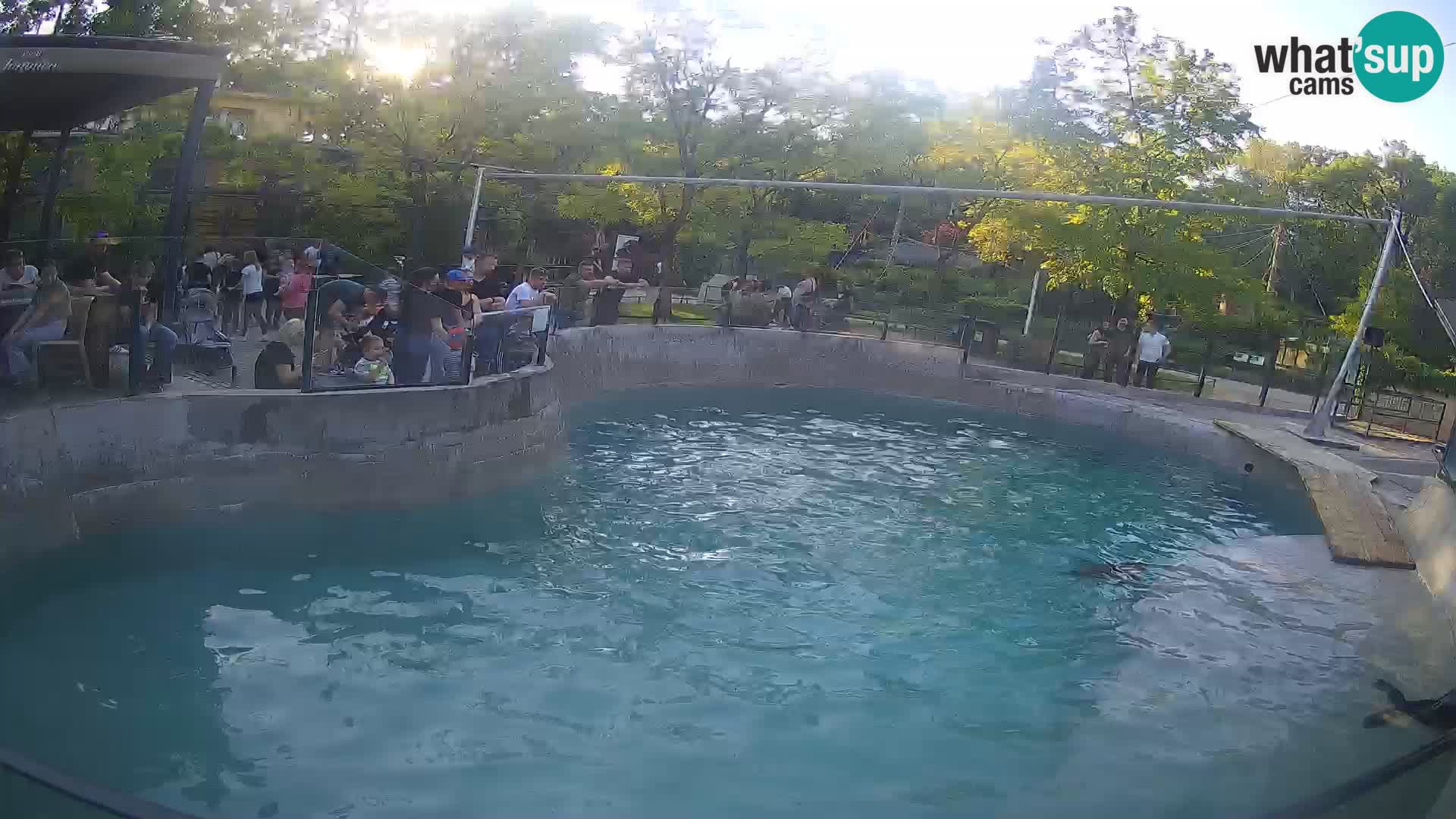 Zoo Zagreb – Otarie de Californie