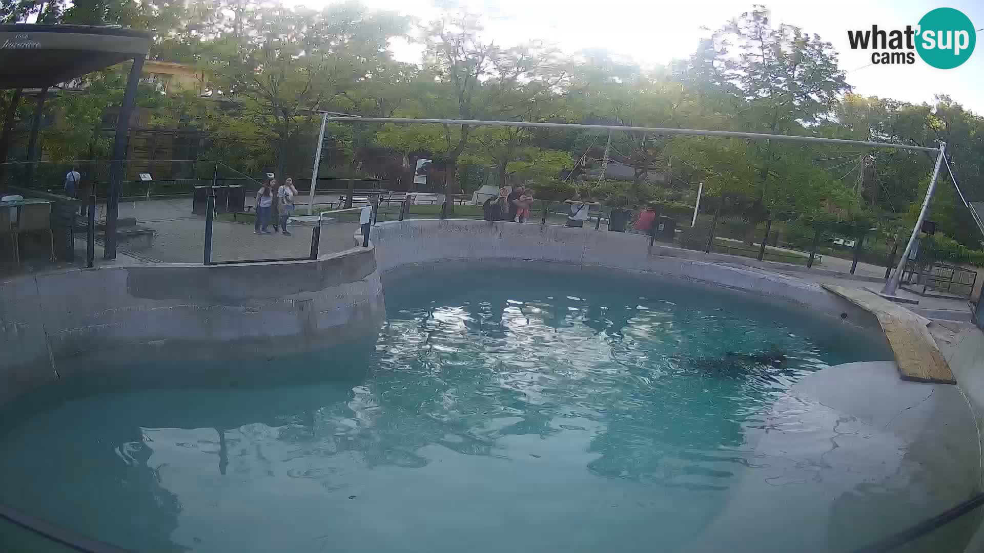 Zoo Zagreb – California Sea Lion