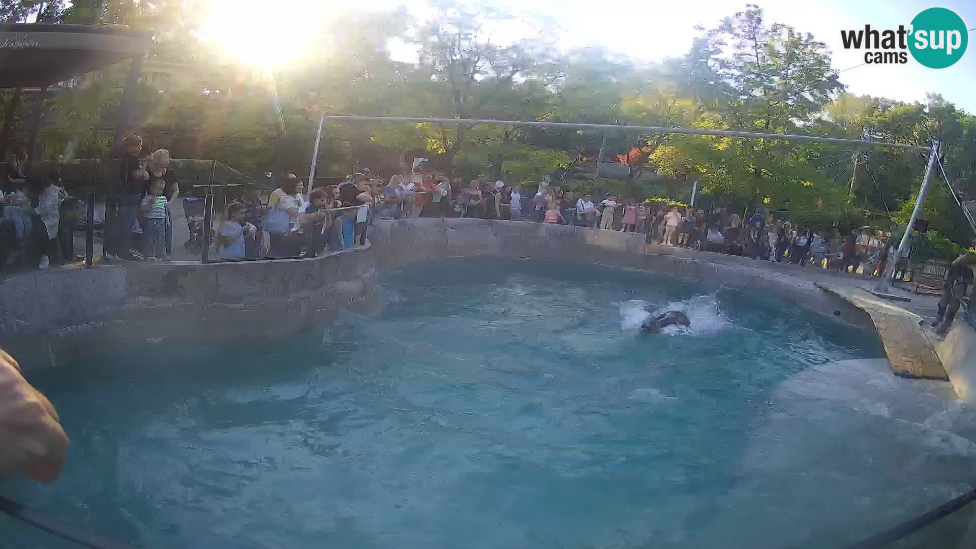 Zoo Zagreb – Otaria della California