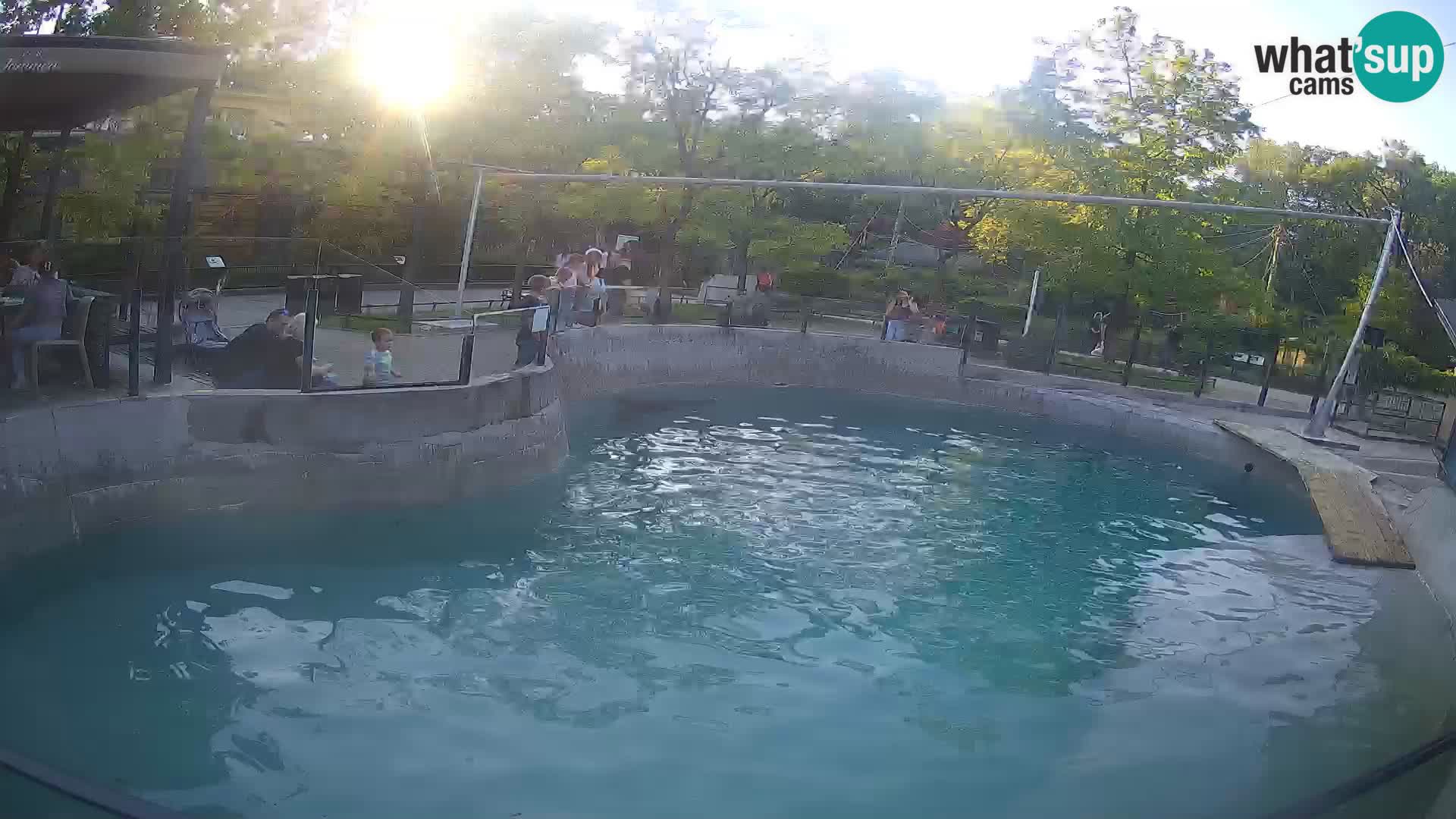 Zoo Zagreb – California Sea Lion