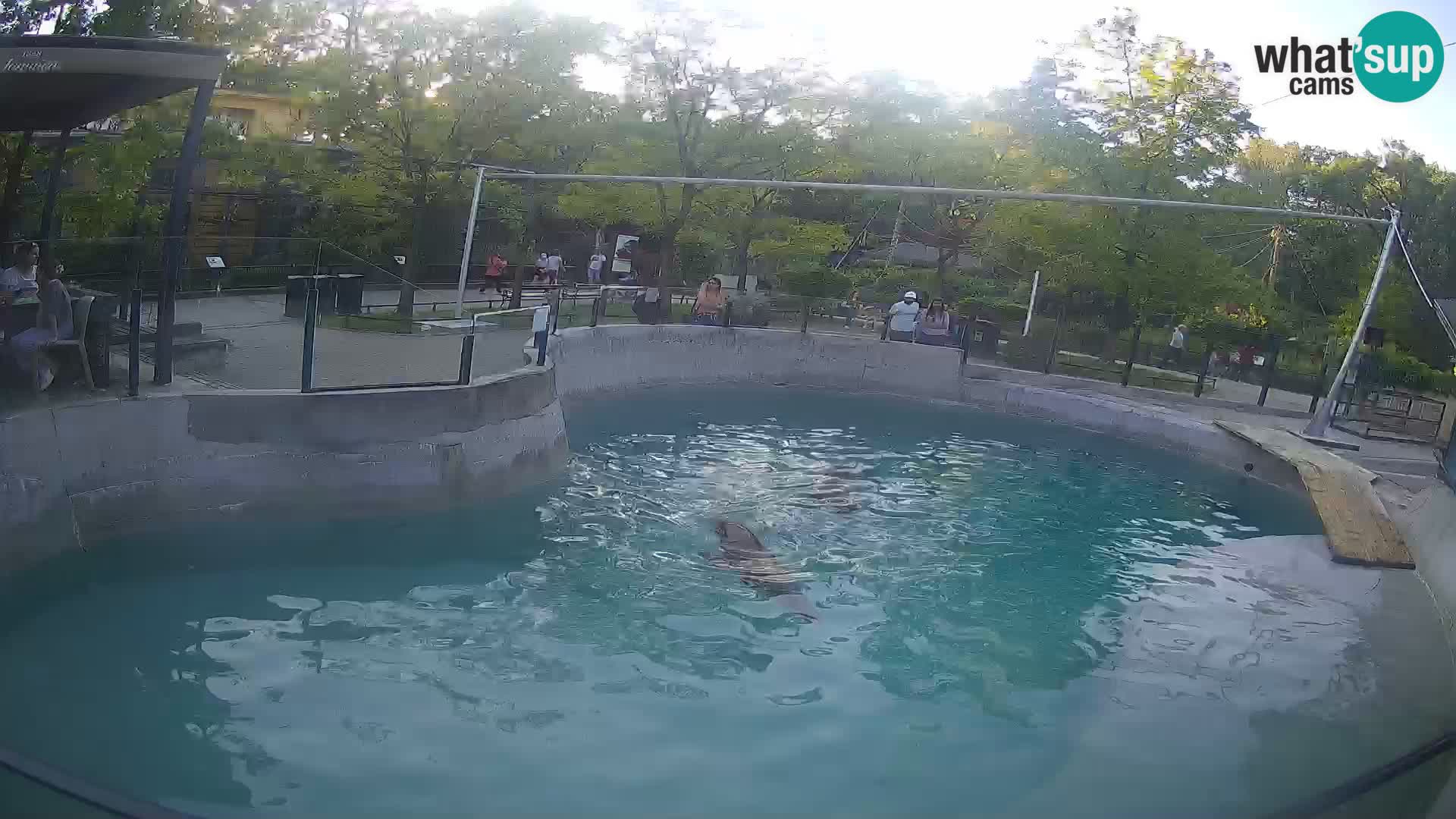 Zoo Zagreb – Kalifornijski morski lev