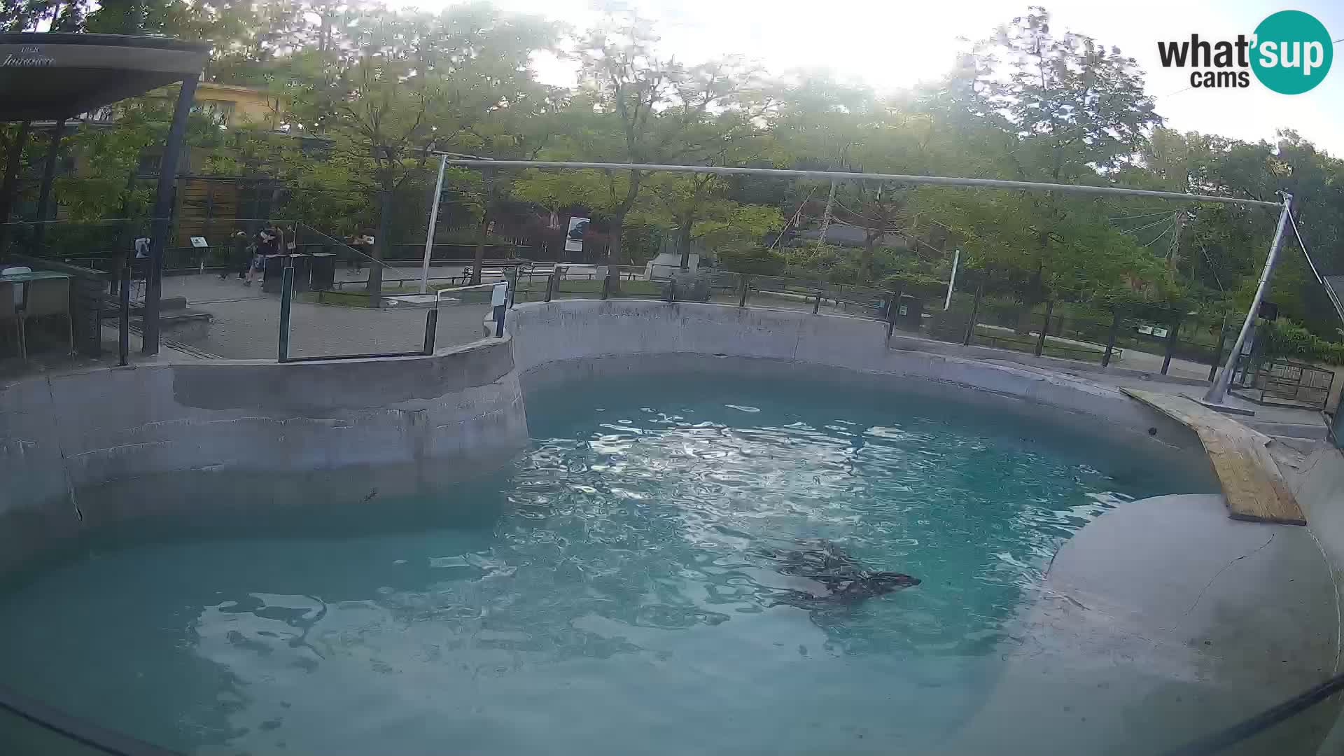 Zoo Zagreb – California Sea Lion