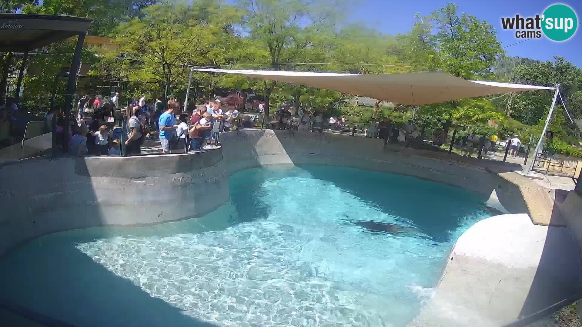 Zoo Zagreb – Kalifornijski morski lev