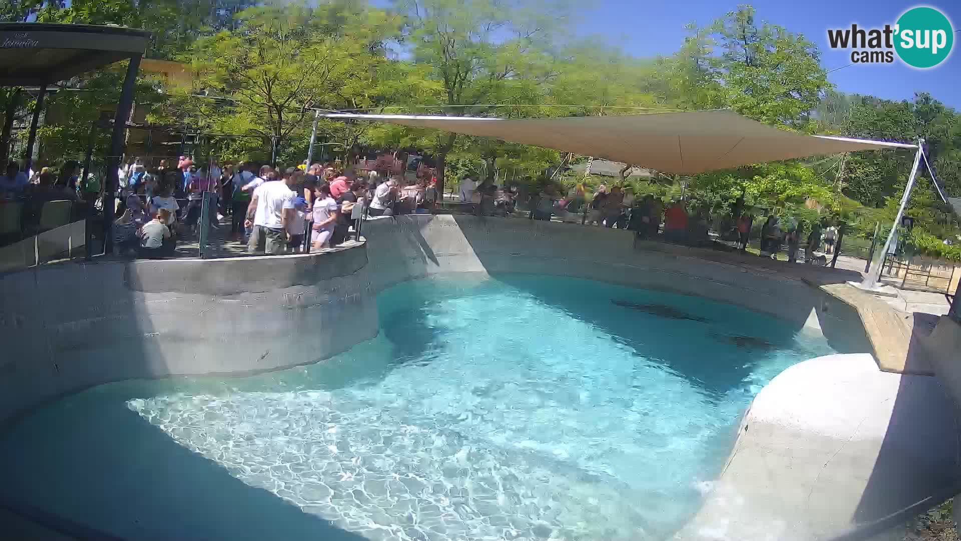 Zoo Zagreb – Otaria della California