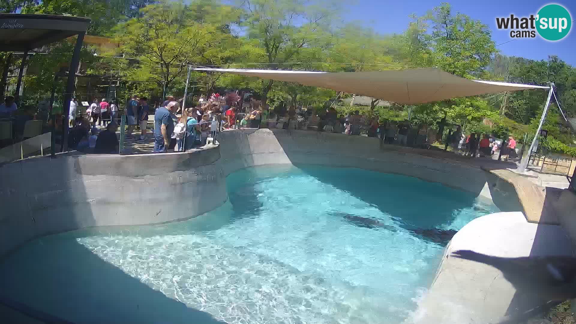 Zoo Zagreb – Kalifornijski morski lav