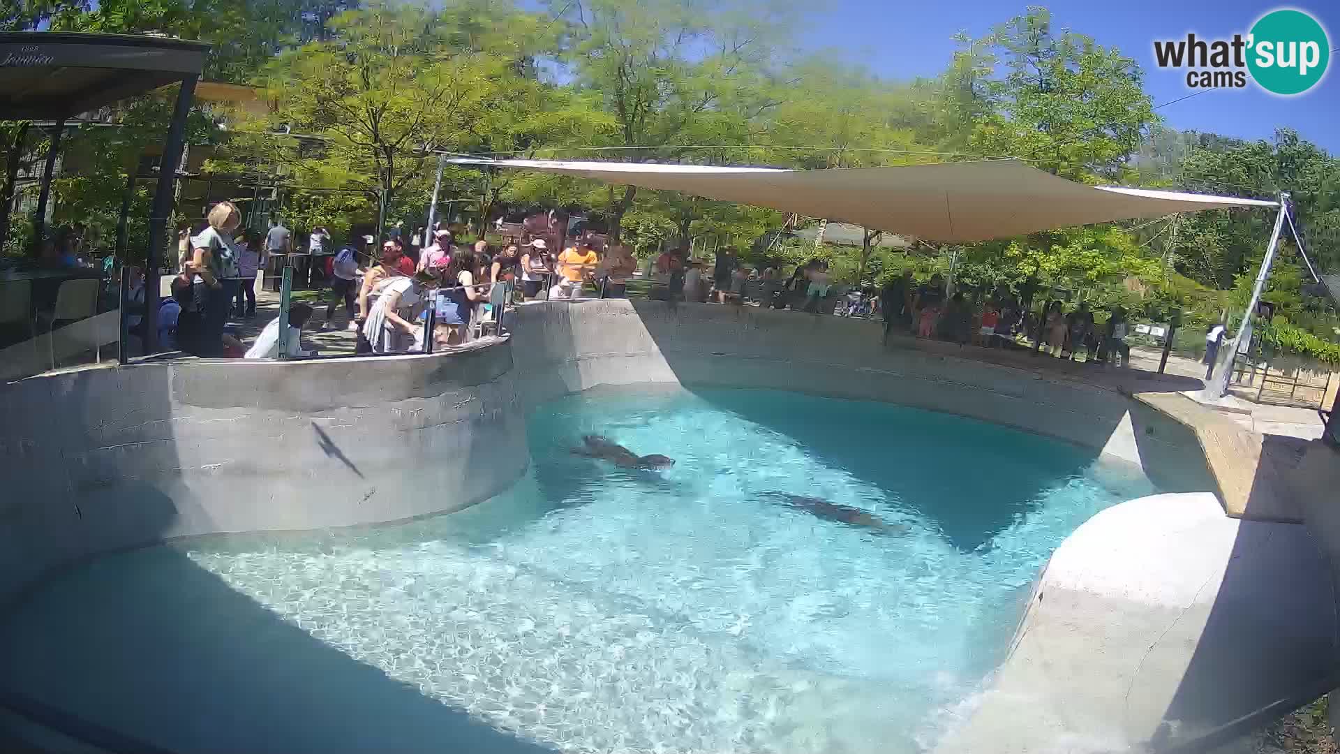 Zoo Zagreb – Kalifornijski morski lav