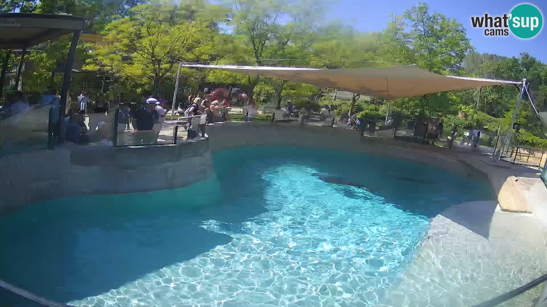 Zoo Zagreb – Kalifornischer Seelöwe