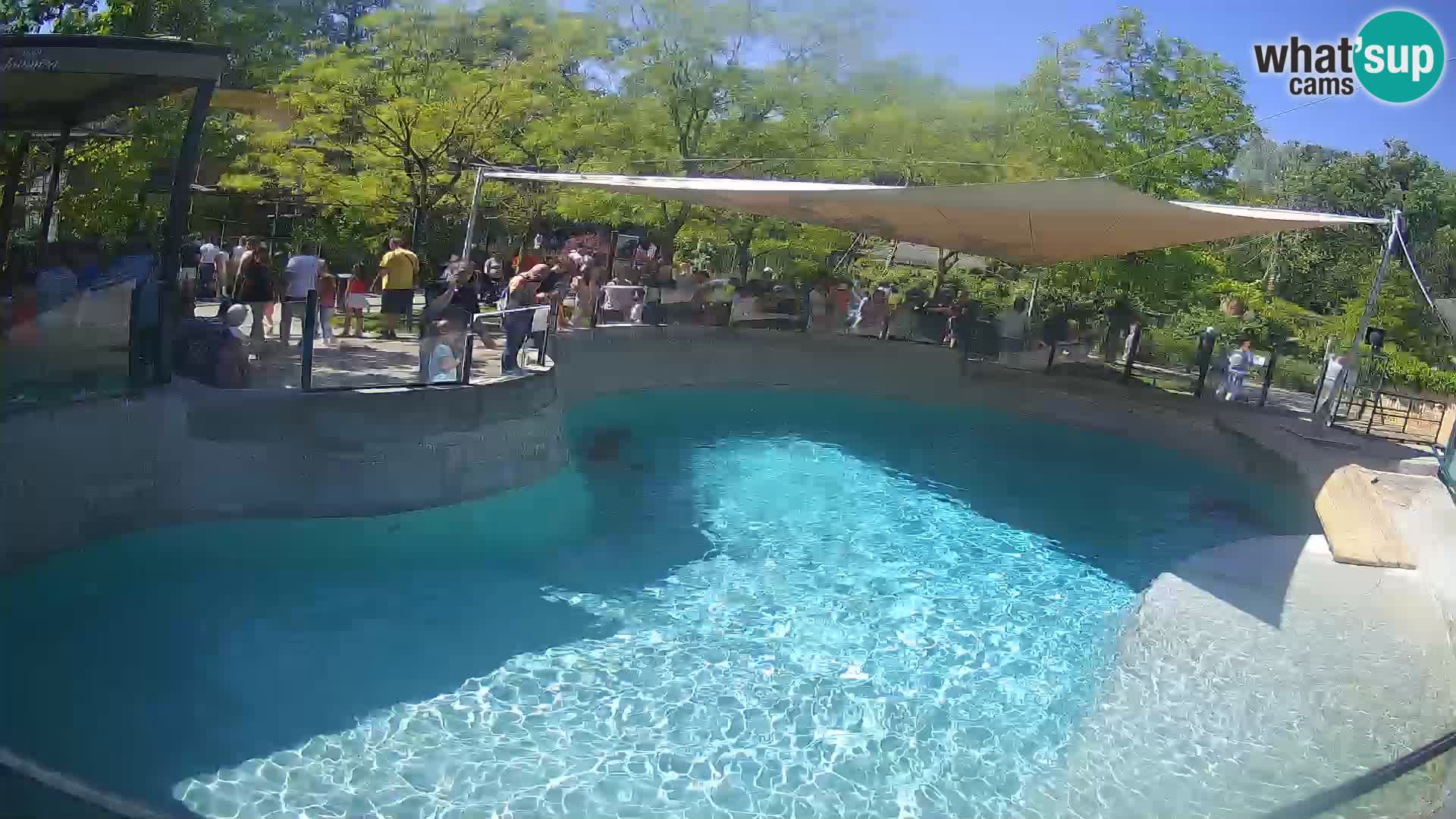 Zoo Zagreb – California Sea Lion