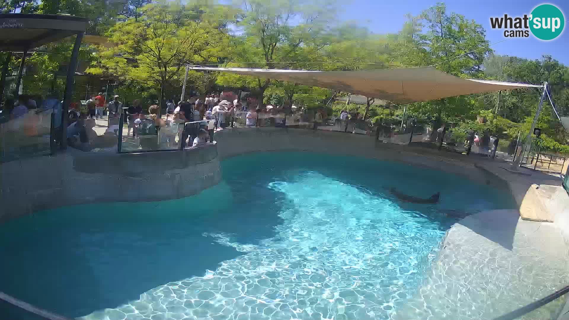 Zoo Zagreb – California Sea Lion