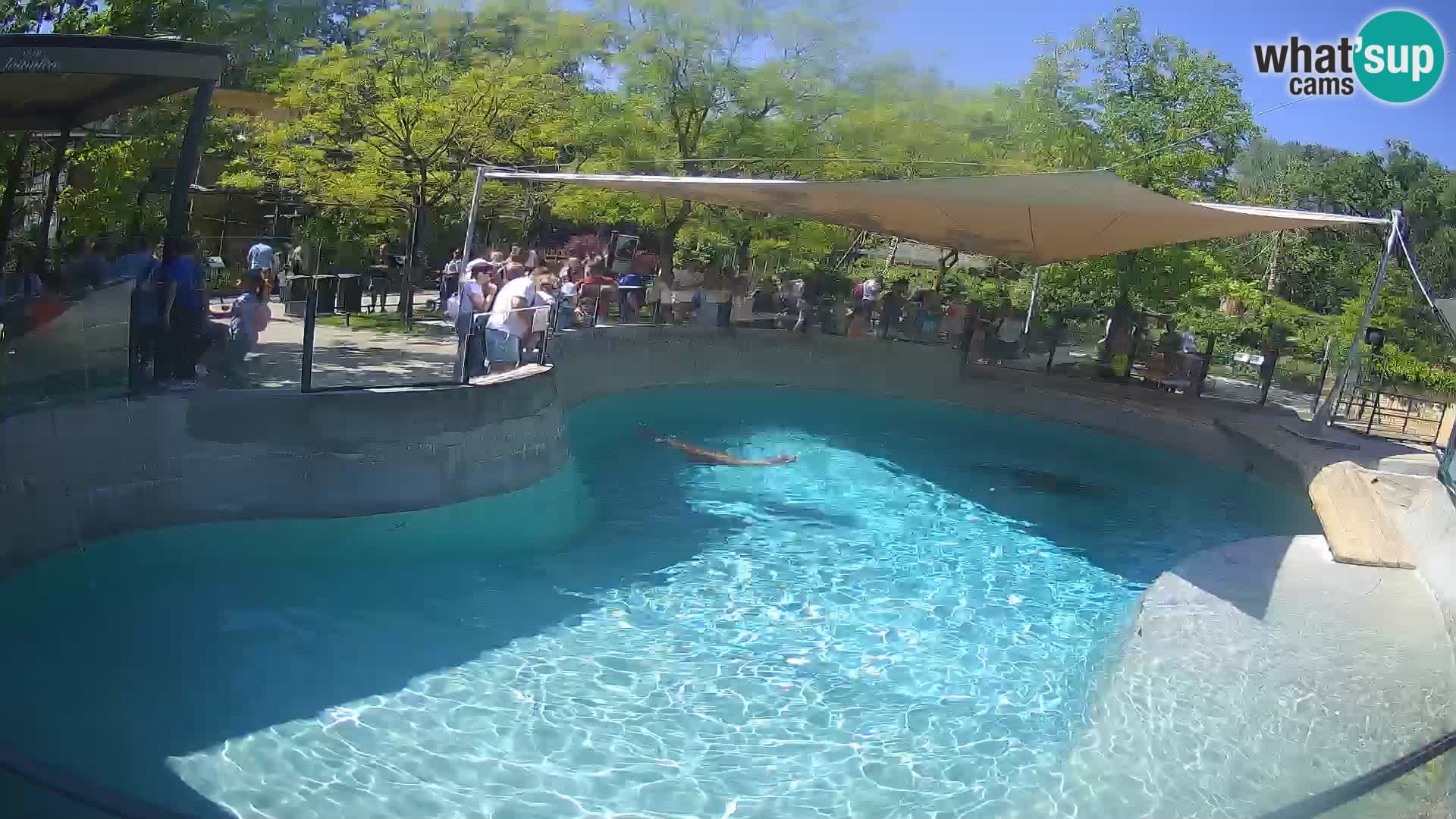 Zoo Zagreb – California Sea Lion