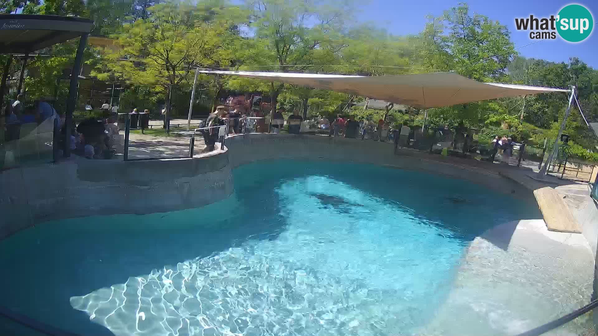 Zoo Zagreb – California Sea Lion