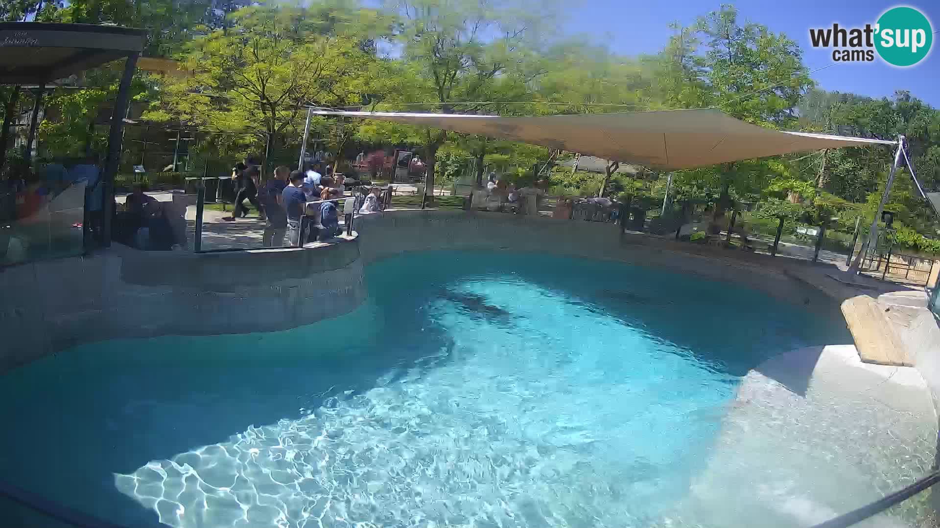 Zoo Zagreb – Kalifornijski morski lev