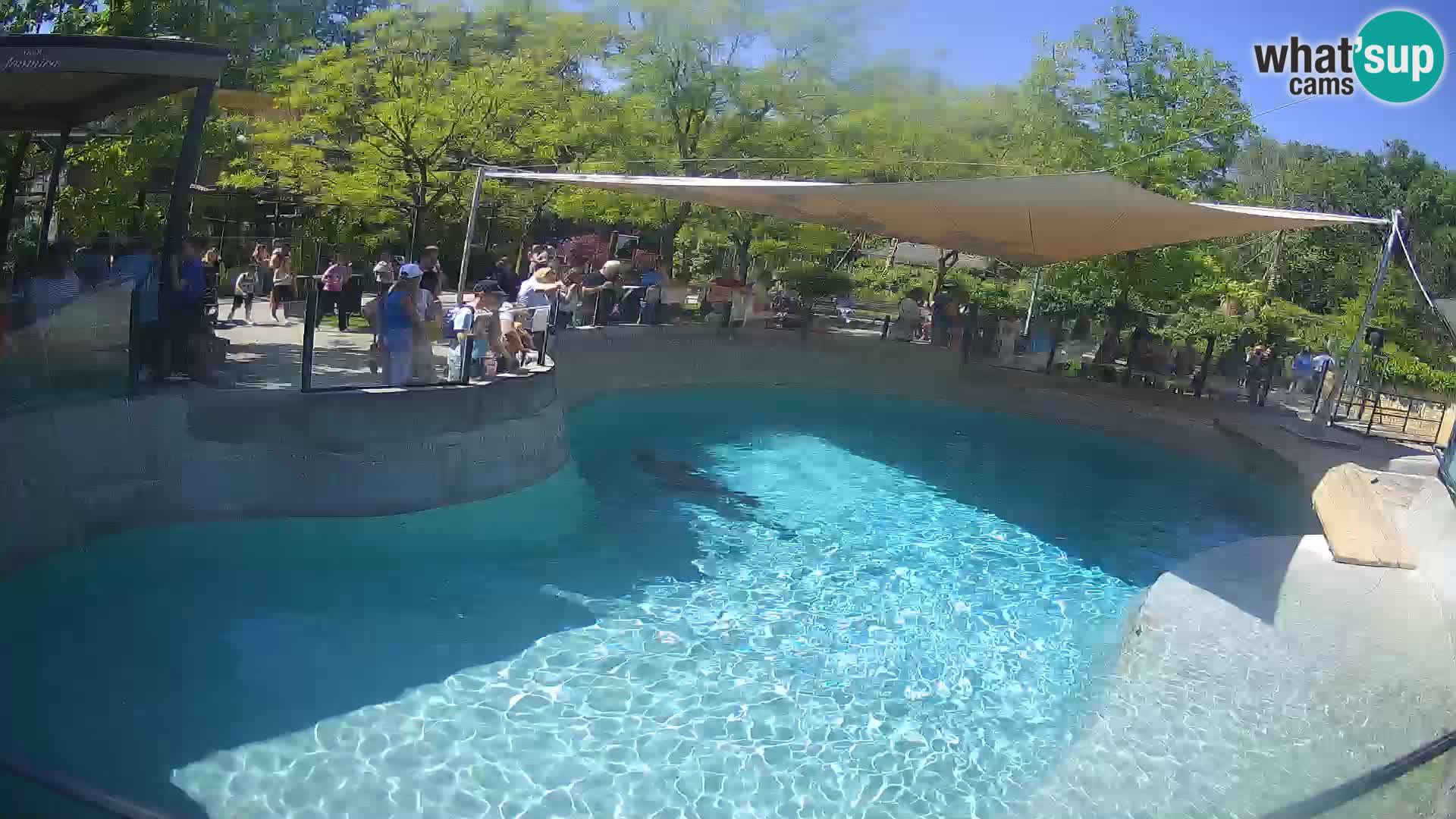Zoo Zagreb – Otaria della California