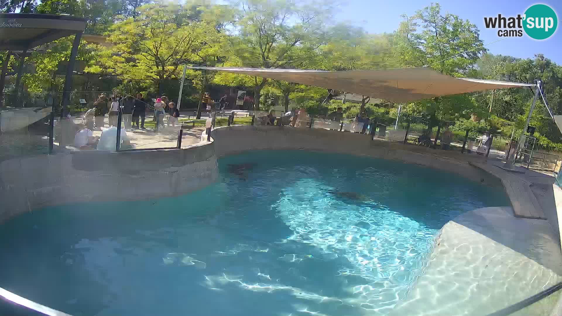 Zoo Zagreb – Kalifornischer Seelöwe