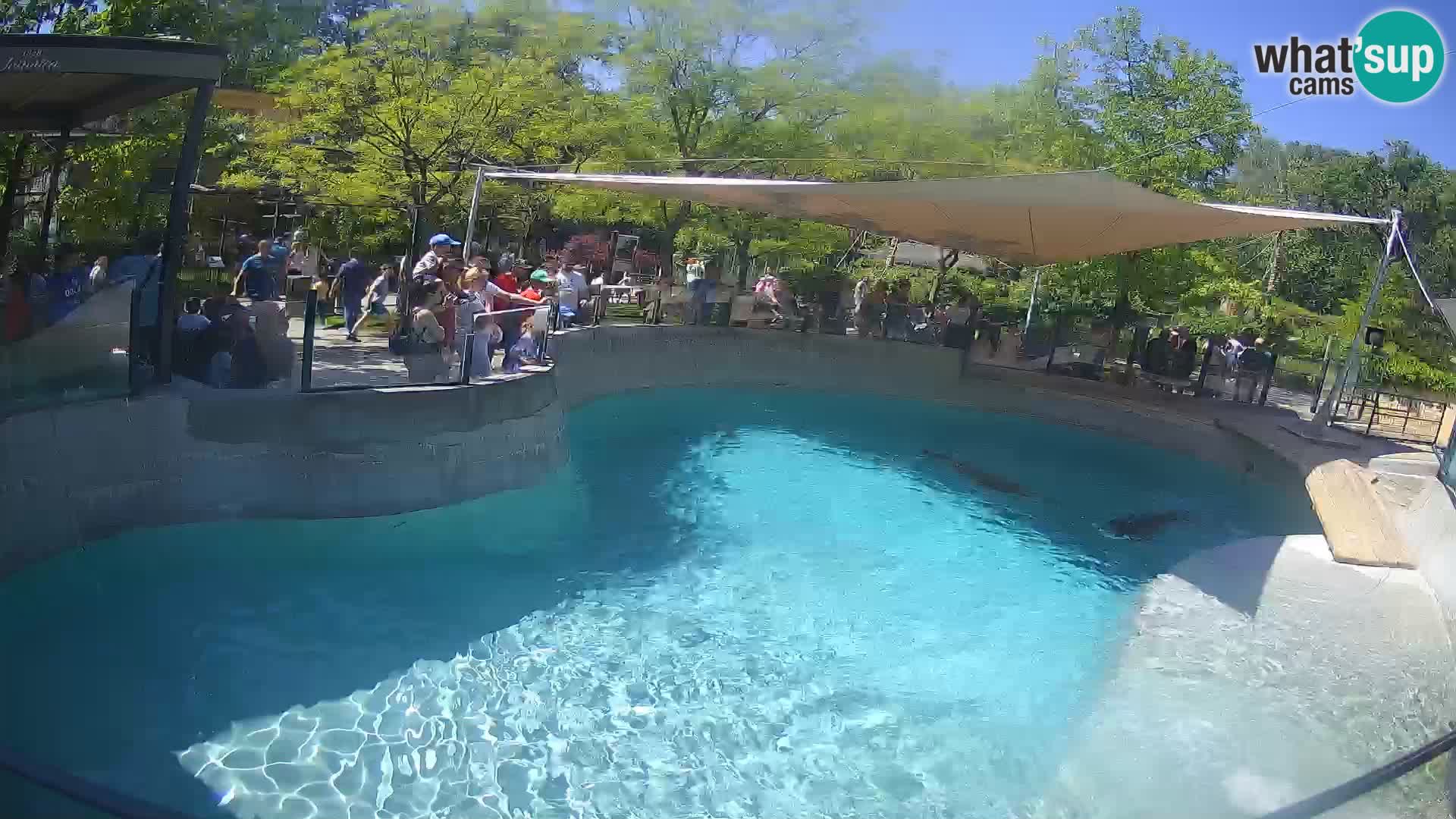 Zoo Zagreb – California Sea Lion