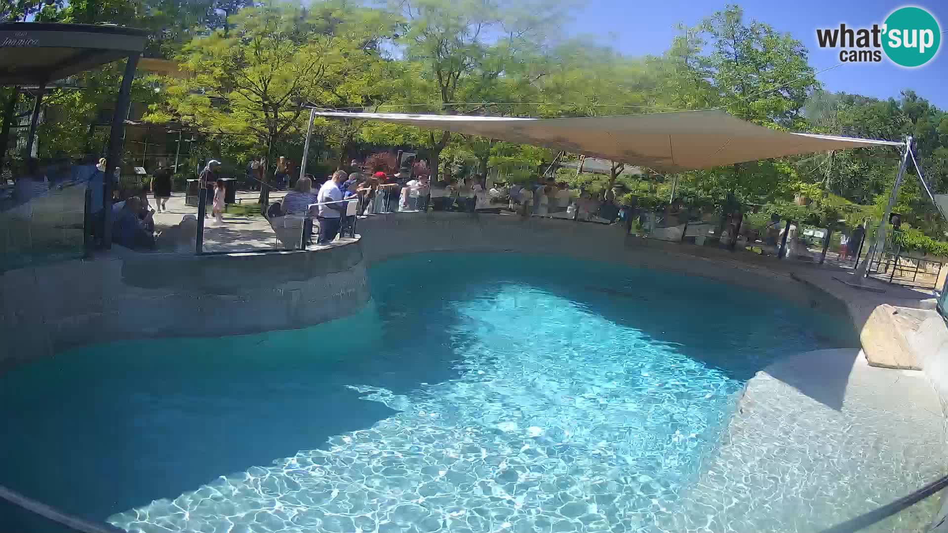 Zoo Zagreb – Otaria della California