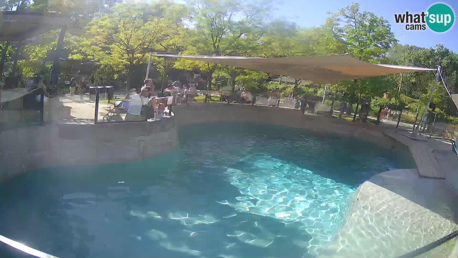 Zoo Zagreb – Kalifornijski morski lav