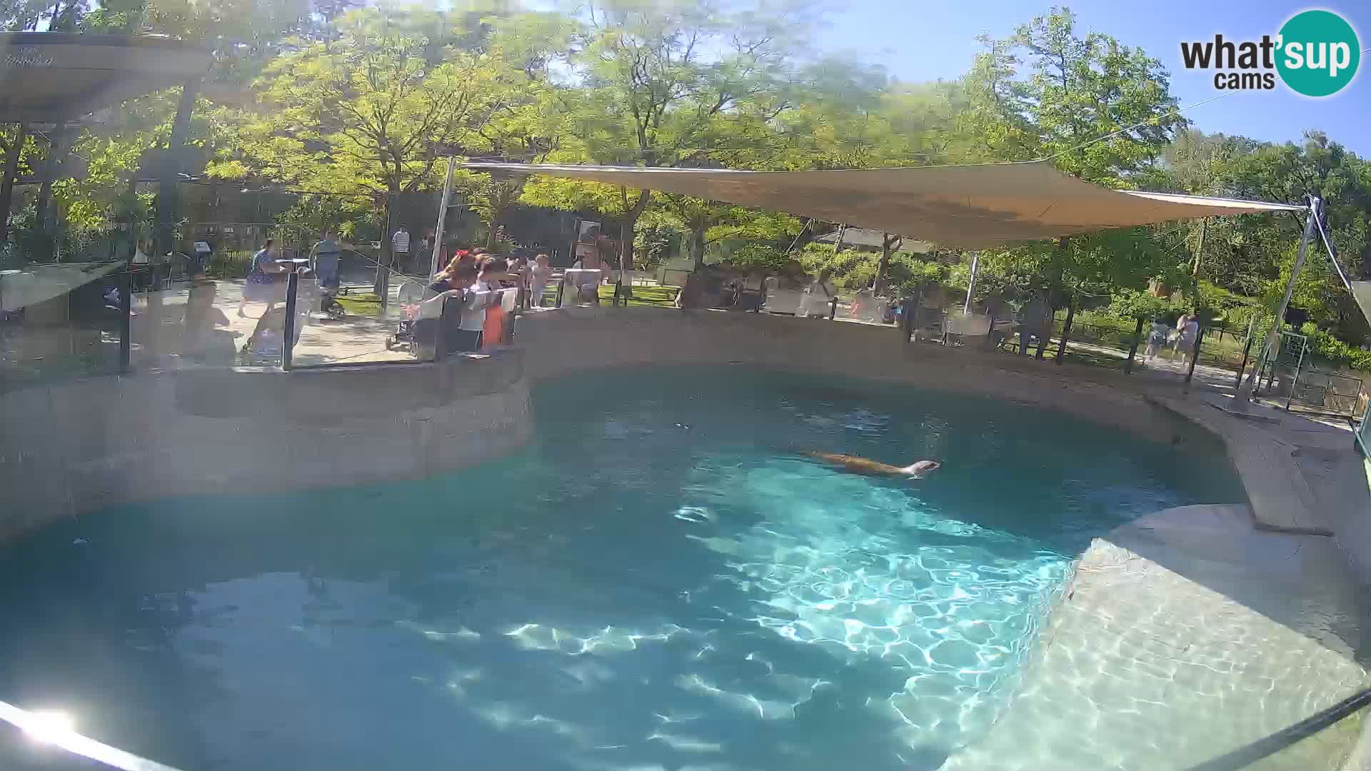 Zoo Zagreb – Kalifornischer Seelöwe