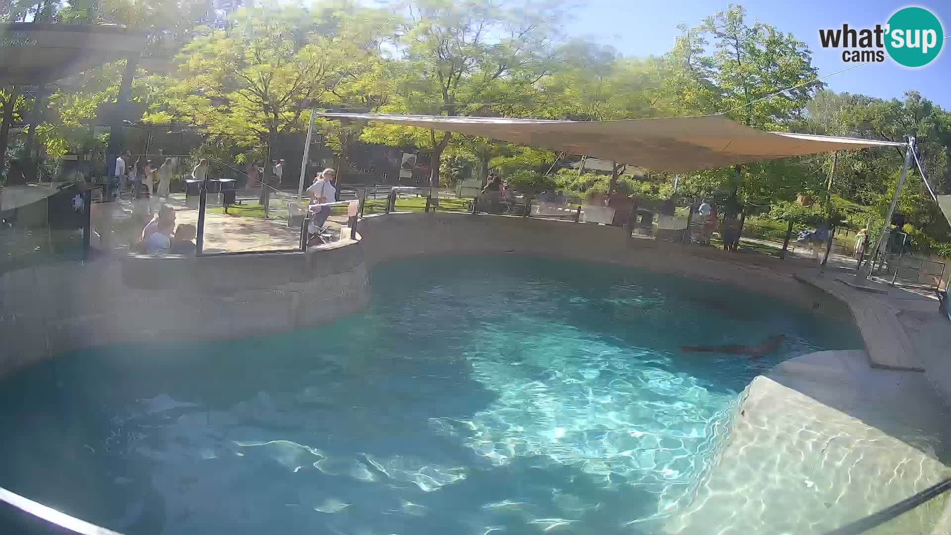 Zoo Zagreb – Kalifornijski morski lev