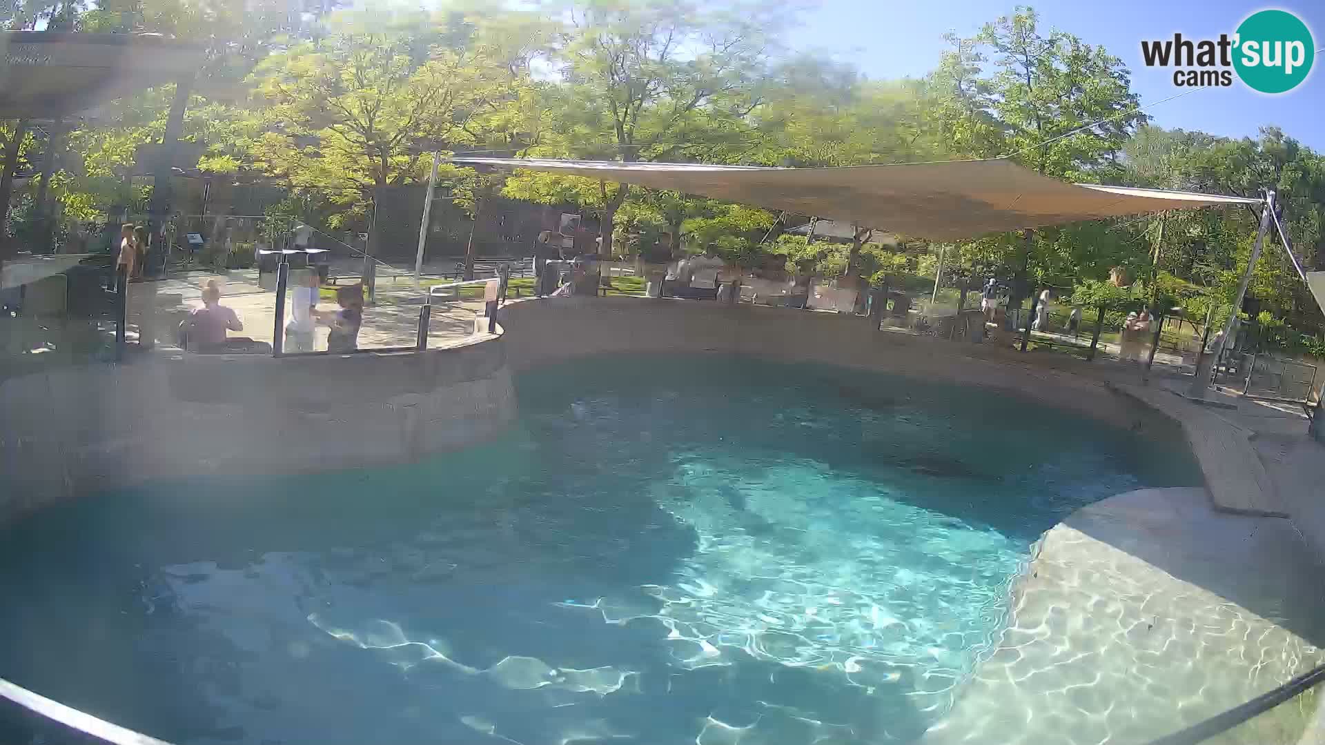 Zoo Zagreb –  León marino de California