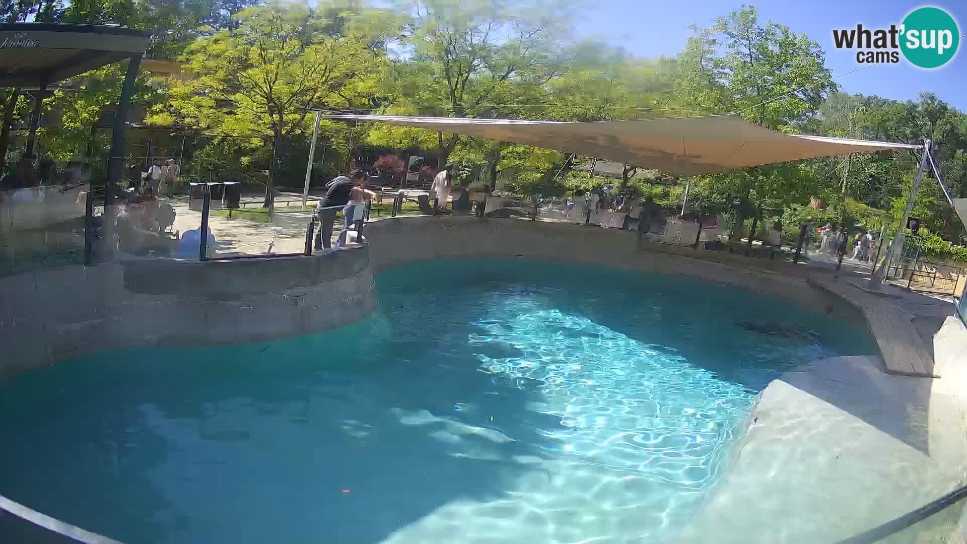 Zoo Zagreb – California Sea Lion