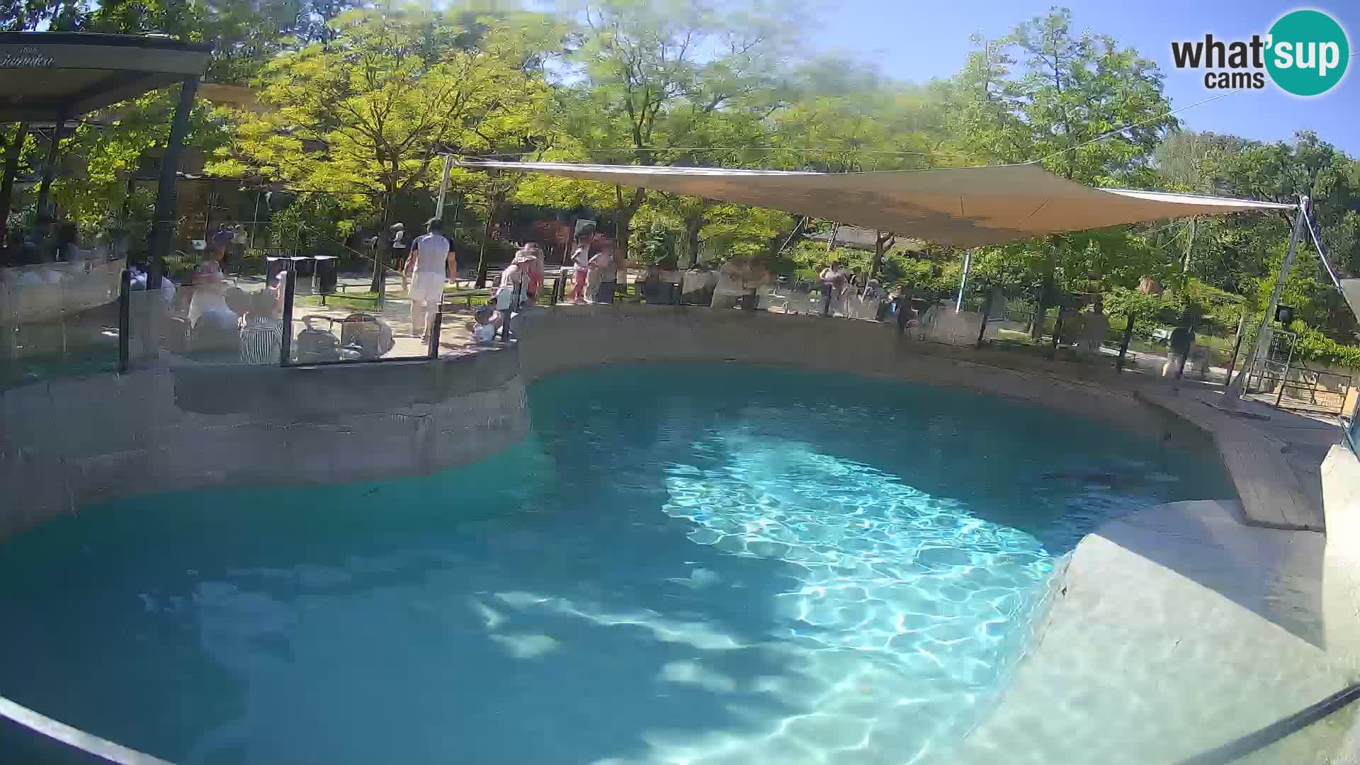 Zoo Zagreb – California Sea Lion