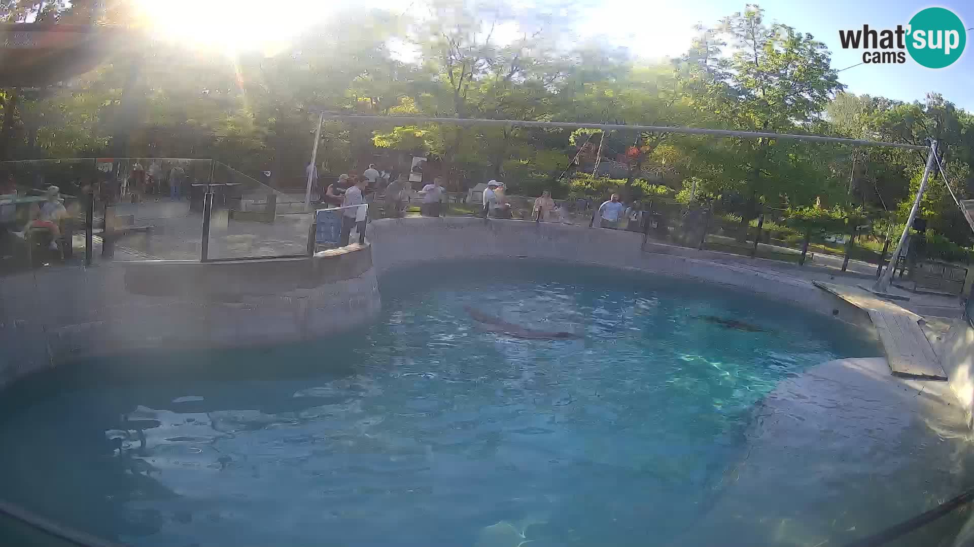 Zoo Zagreb – California Sea Lion