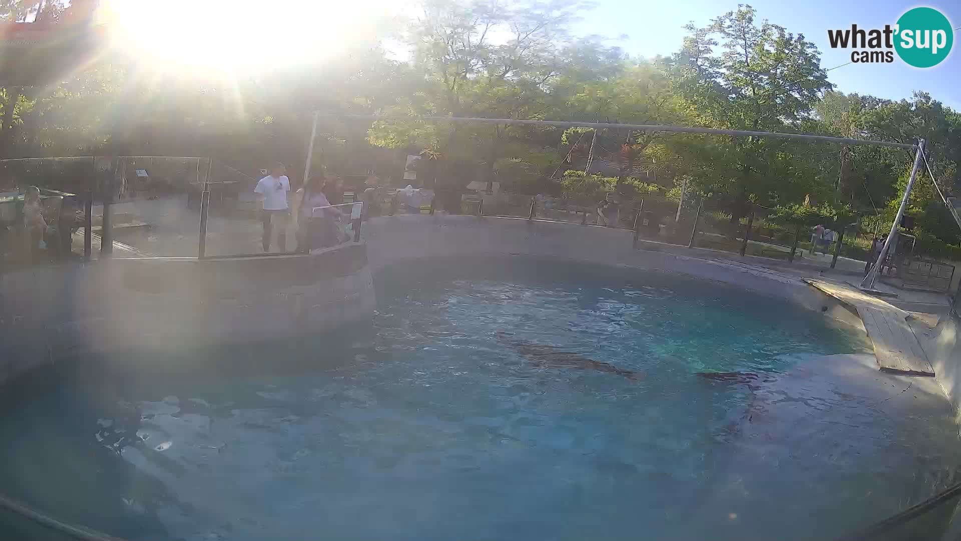 Zoo Zagreb – Otarie de Californie