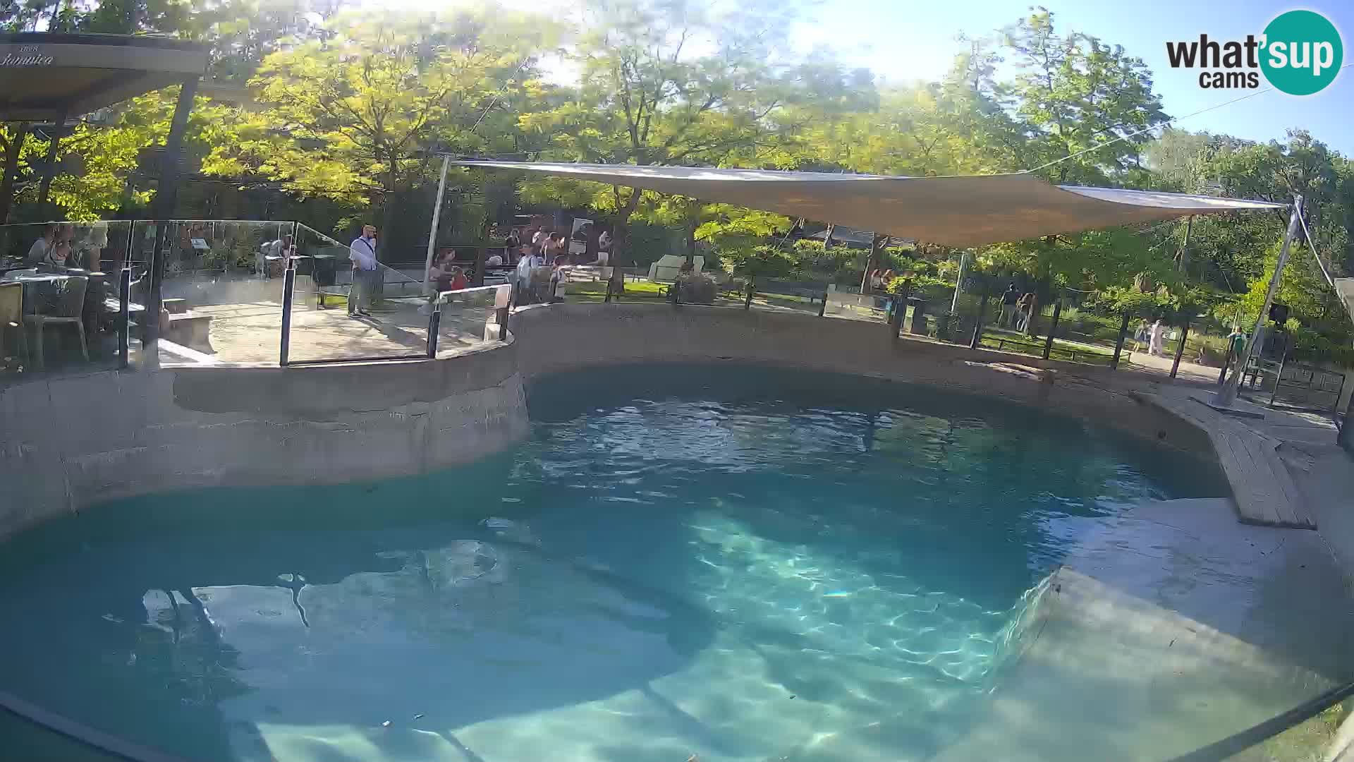 Zoo Zagreb –  León marino de California